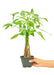 Elite Braided Money Tree for Prosperity and Luck