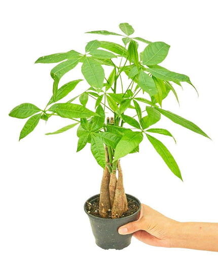 Chic Braided Money Tree Set with Personalized Planter: Elevate Your Home Aesthetics