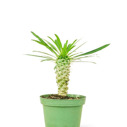 Charming Madagascar Palm: Compact Beauty with Silver Stem and Thorny Appeal