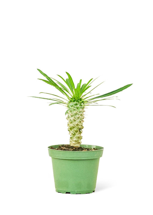 Elegant Small Madagascar Palm with Silver Stem and Prickles