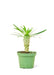 Elegant Madagascar Palm: Petite Size, Silver Trunk, and Spikes