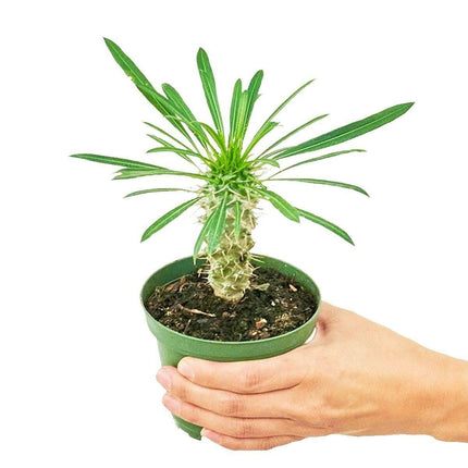 Charming Madagascar Palm: Compact Beauty with Silver Stem and Thorny Appeal