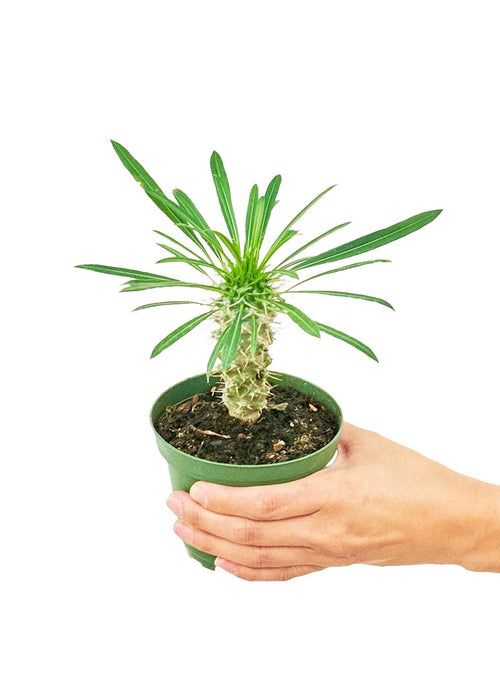 Elegant Small Madagascar Palm with Silver Stem and Prickles