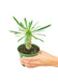 Sophisticated Madagascar Palm: Compact Size, Silver Stem, and Prickles
