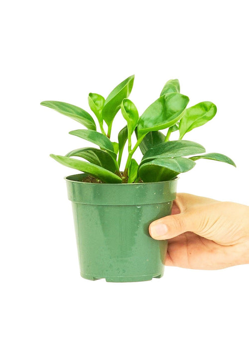 Emerald Green Baby Rubber Plant - Easy-care Indoor Plant