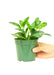 Emerald Green Baby Rubber Plant - Low-maintenance Indoor Beauty