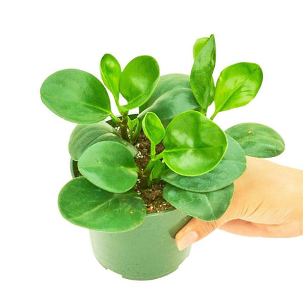 Vibrant Emerald Green Rubber Plant - Effortless Indoor Charm
