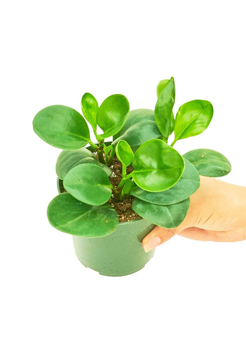 Emerald Green Baby Rubber Plant - Easy-care Indoor Plant