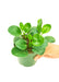 Emerald Green Baby Rubber Plant - Low-maintenance Indoor Beauty