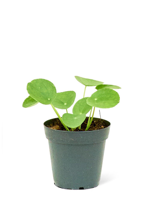 Chic Chinese Money Plant with Designer Planter for Stylish Indoor Decor