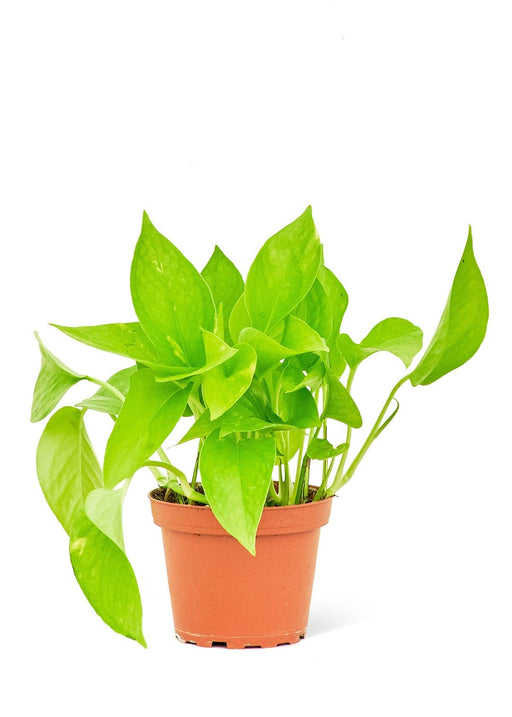 Small Golden Pothos - A Touch of Elegance