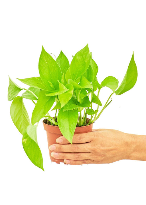 Small Golden Pothos - A Touch of Elegance