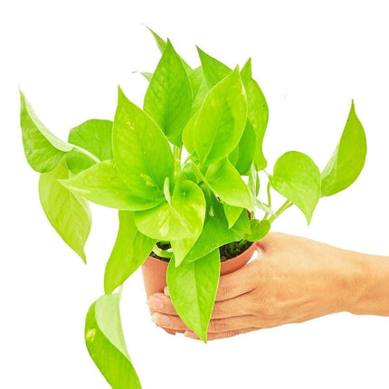 Elegant Golden Pothos - Transform Your Indoor Oasis