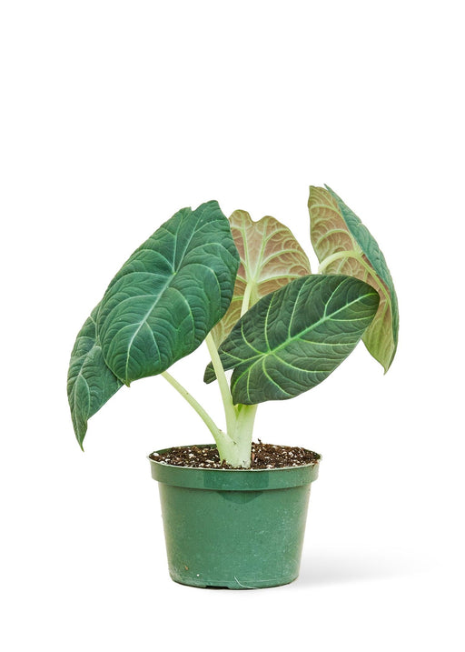 'Grey Dragon' Alocasia - Elegant Medium-Sized Plant
