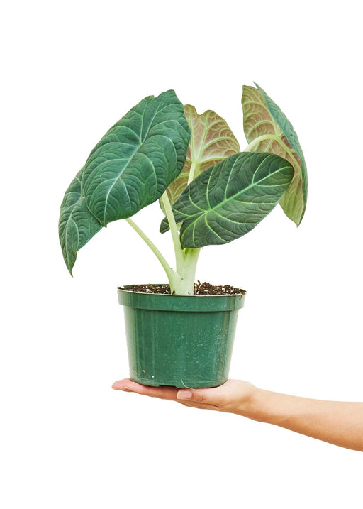 Sleek 'Silver Dragon' Alocasia - Stylish Indoor Plant with Distinctive Textured Leaves