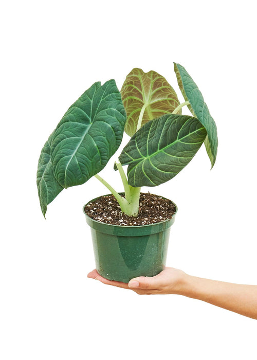 Sleek 'Silver Dragon' Alocasia - Stylish Indoor Plant with Distinctive Textured Leaves