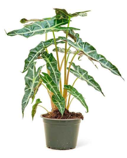 Tropical Oasis: Exquisite Alocasia 'Polly' for Your Indoor Sanctuary