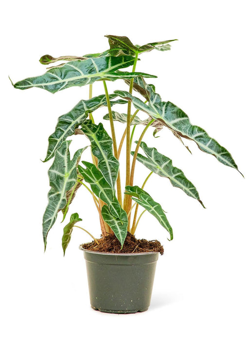 Elegant Alocasia 'Polly' Plant Duo for Sophisticated Indoor Styling