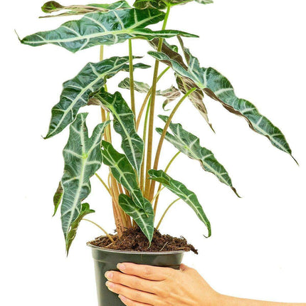Chic Indoor Alocasia 'Polly' Pair for Timeless Elegance