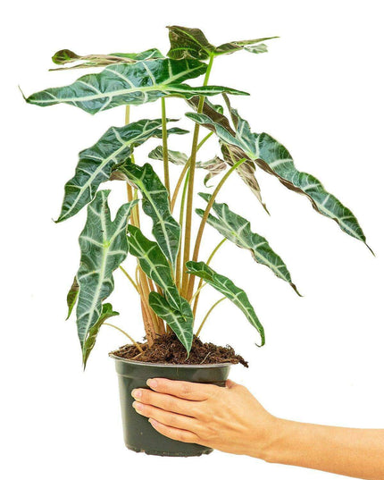 Chic Indoor Alocasia 'Polly' Pair for Timeless Elegance