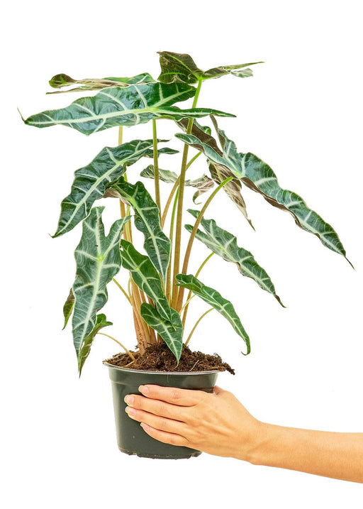 Luxurious Alocasia 'Polly' Plant Pairing for Chic Indoor Decor