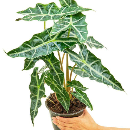 Chic Indoor Alocasia 'Polly' Pair for Timeless Elegance