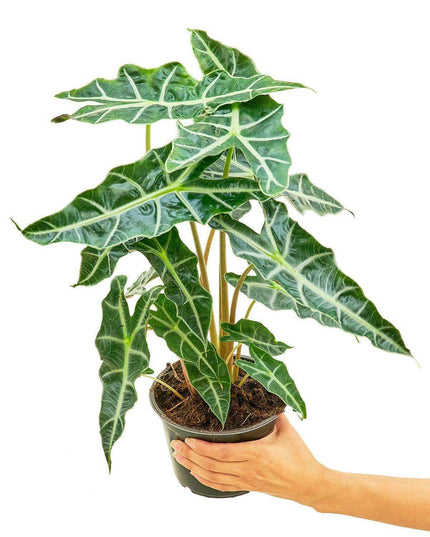 Chic Indoor Alocasia 'Polly' Pair for Timeless Elegance