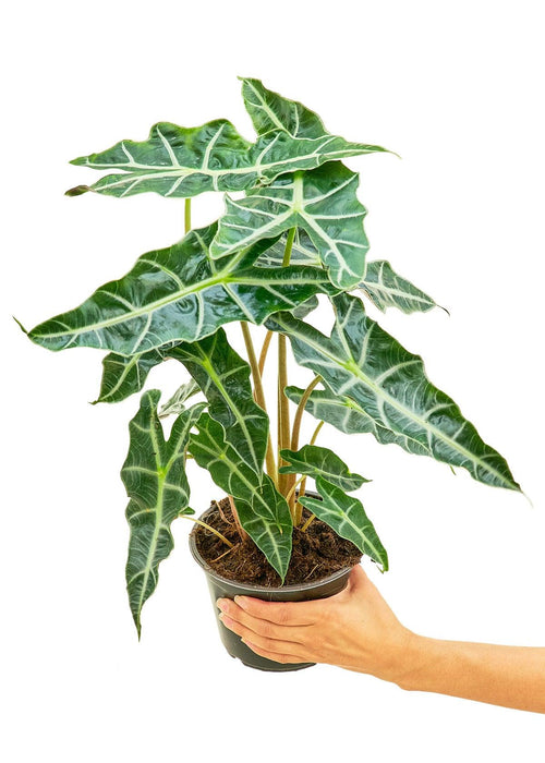 Elegant Alocasia 'Polly' Plant Duo for Sophisticated Indoor Styling