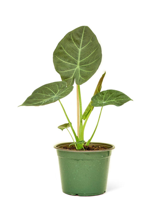 Regal Alocasia Majesty - Medium: Elegant Indoor Plant Package
