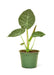 Elegant Alocasia Majesty Plant Set - Stylish Indoor Greenery Kit