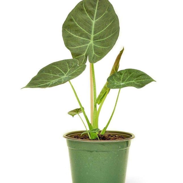Elegant Alocasia 'Regal Shields': Luxurious Indoor Foliage