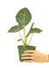 Elegant Alocasia Majesty Plant Set - Stylish Indoor Greenery Kit