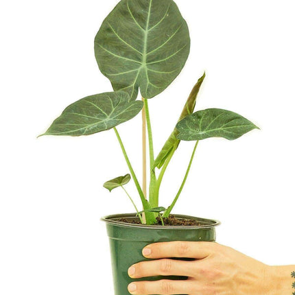 Elegant Alocasia 'Regal Shields': Luxurious Indoor Foliage