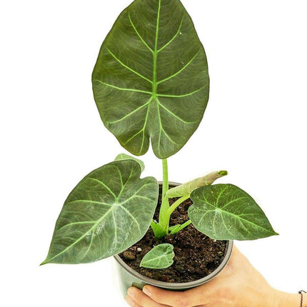 Luxe Alocasia Majesty Indoor Plant Collection - Exquisite Greenery for Your Home