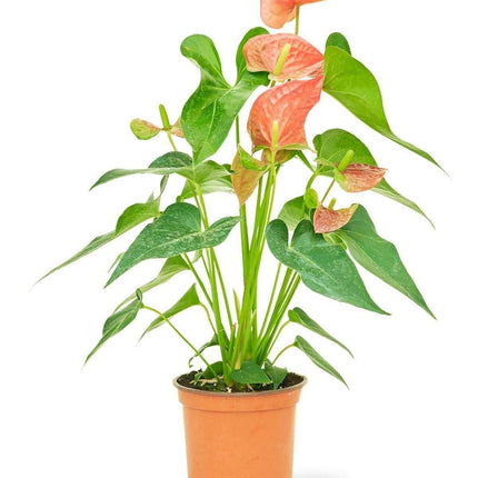 Charming Pink Anthurium - A Lasting Floral Delight for Your Home 🌺