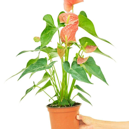 Charming Pink Anthurium - A Lasting Floral Delight for Your Home 🌺