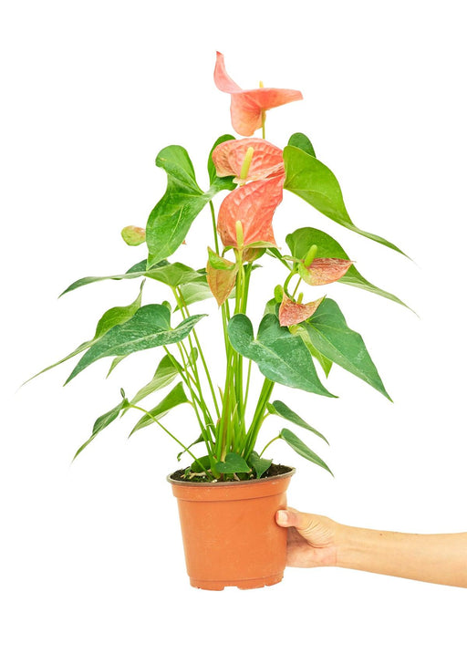 'Pink Flamingo' Anthurium - Medium Size, Blooms Lasting 2-3 Months 🌸
