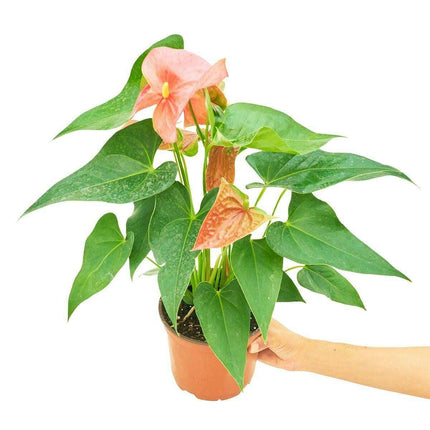 Charming Pink Anthurium - A Lasting Floral Delight for Your Home 🌺