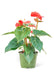 Red Heart Anthurium Plant - Deluxe Edition