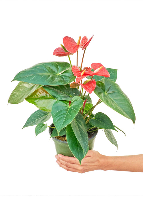Red Heart Anthurium Plant - Deluxe Edition