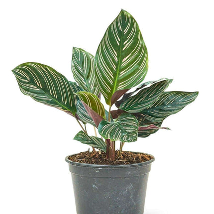 Vibrant Pink and Green Striped Calathea: Medium Prayer Plant for Elegant Indoor Décor