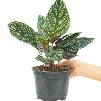 Vibrant Pink and Green Striped Calathea: Medium Prayer Plant for Elegant Indoor Décor