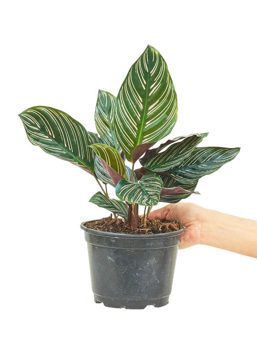 'Pink Pinstripe' Calathea: Stunning Medium Prayer Plant with Vibrant Pink and Green Striped Leaves