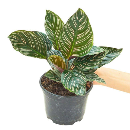 Vibrant Pink and Green Striped Calathea: Medium Prayer Plant for Elegant Indoor Décor