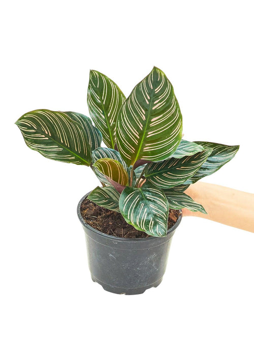 'Pink Pinstripe' Calathea: Exquisite Medium Prayer Plant with Dynamic Pink and Green Striped Leaves