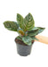 'Pink Pinstripe' Calathea: Exquisite Medium Prayer Plant with Dynamic Pink and Green Striped Leaves