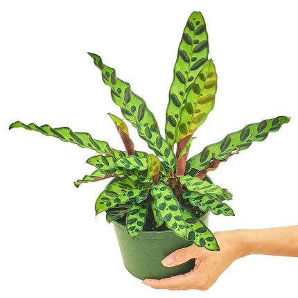 Lavender Serpent Calathea - Luxurious Wavy Foliage & Serene Elegance for Upscale Spaces