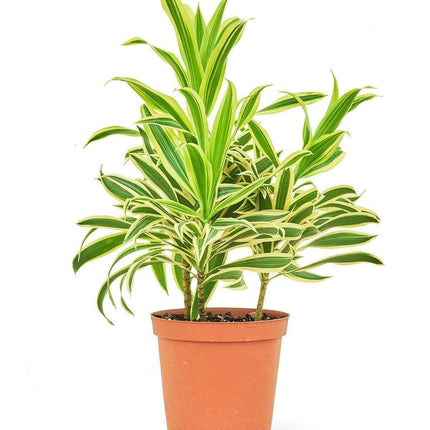 Elegance in Green: Stunning Song of India Dracaena in Artisan Handcrafted Pot