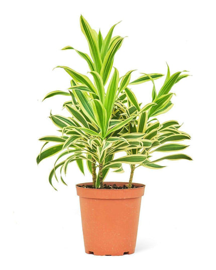 Elegance in Green: Stunning Song of India Dracaena in Artisan Handcrafted Pot