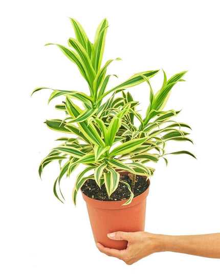 Elegance in Green: Stunning Song of India Dracaena in Artisan Handcrafted Pot